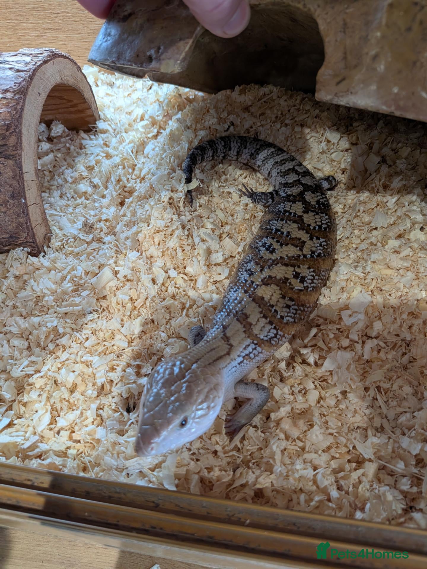 Skink reptiles Blue tongue skink baby - Advert 9