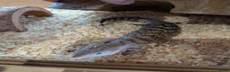 Skink reptiles for sale: Blue tongue skink baby - Advert 1