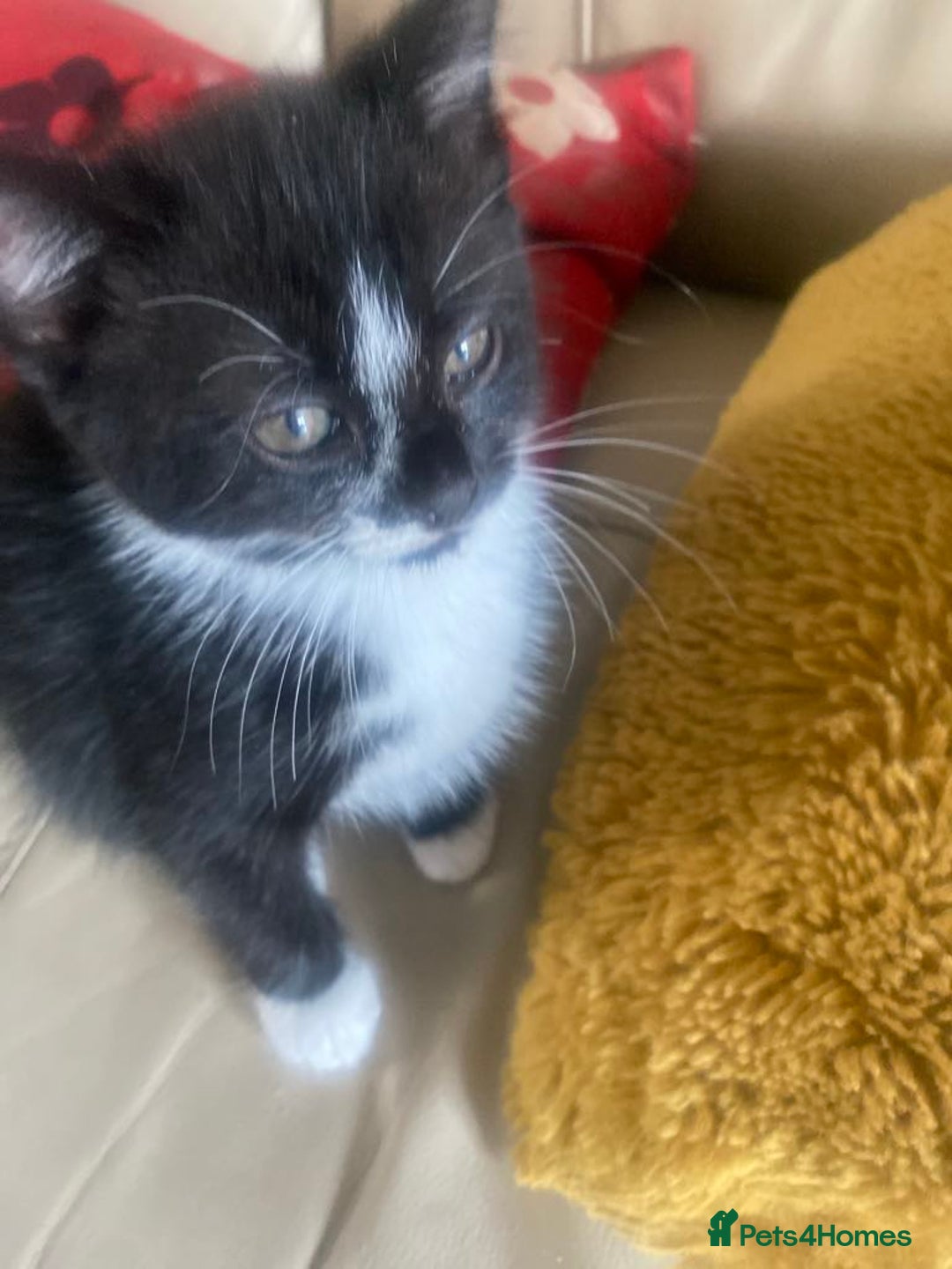 Mixed Breed cats for sale: FEMALE KITTENS FOR SALE £100 EACH - Image 3