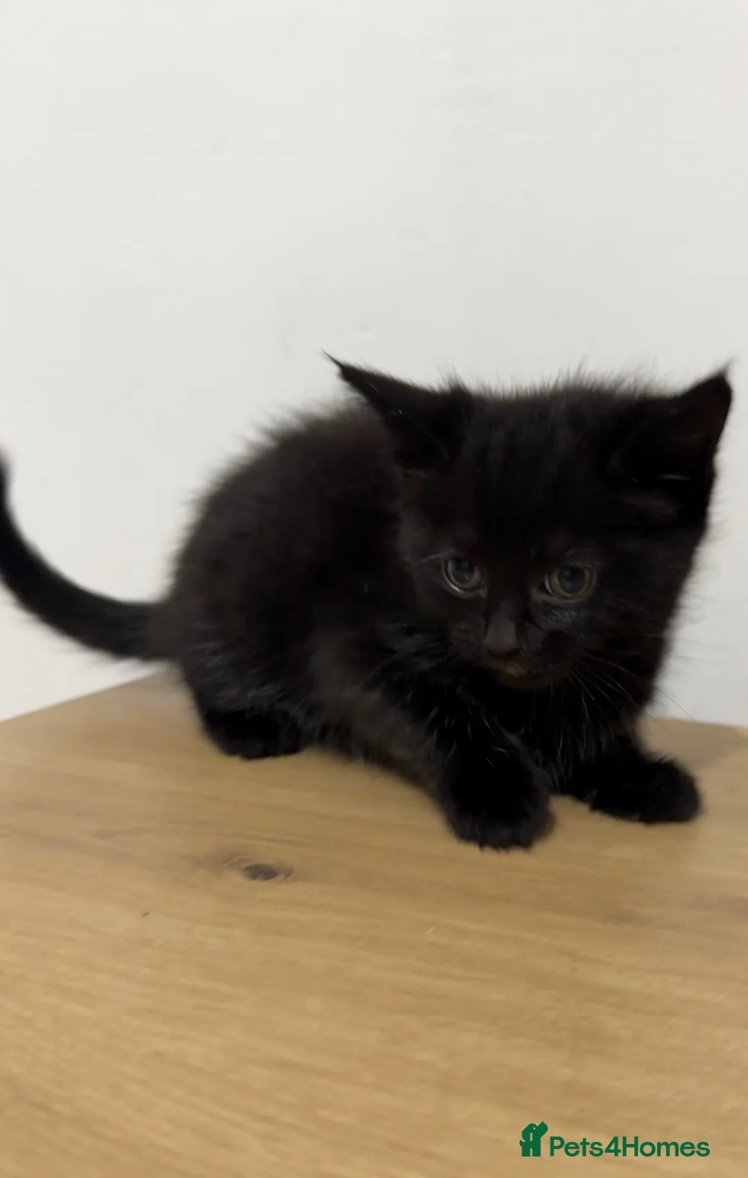 Mixed Breed cats for sale: Wasabi, a long haired black kitten - Advert 2