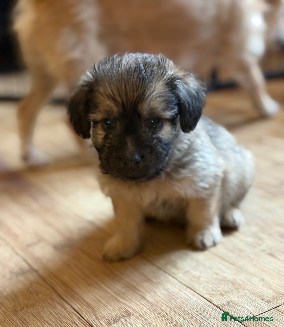 Mixed Breed dogs for sale: Fluffy Frenchie x Jackapoo  - Image 13
