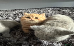 British Shorthair cats for sale: GCCF registered British longhairs and Shorthairs - Image 11