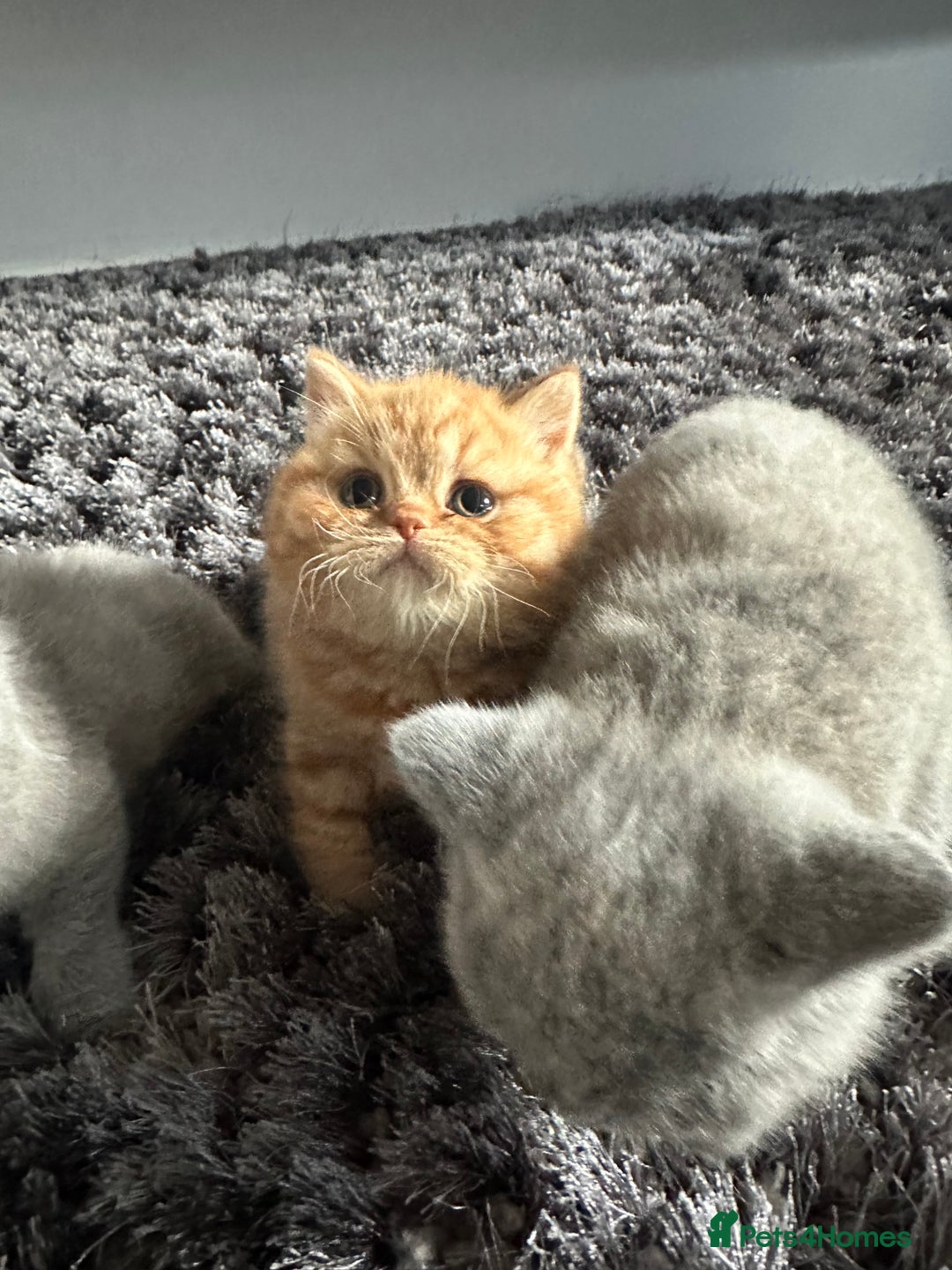 British Shorthair cats for sale: GCCF registered British longhairs and Shorthairs - Image 11