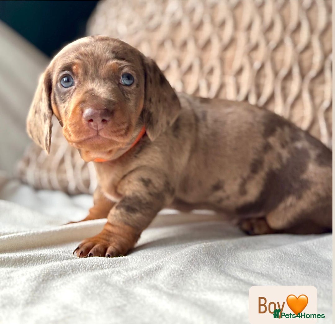 Miniature Dachshund dogs for sale: For Sale Adorable Miniature Dachshund puppies - Advert 11