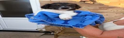 Jack Russell dogs for sale: Litter of 6 Puppies Ready for Their Forever Homes in Gloucester - Advert 4