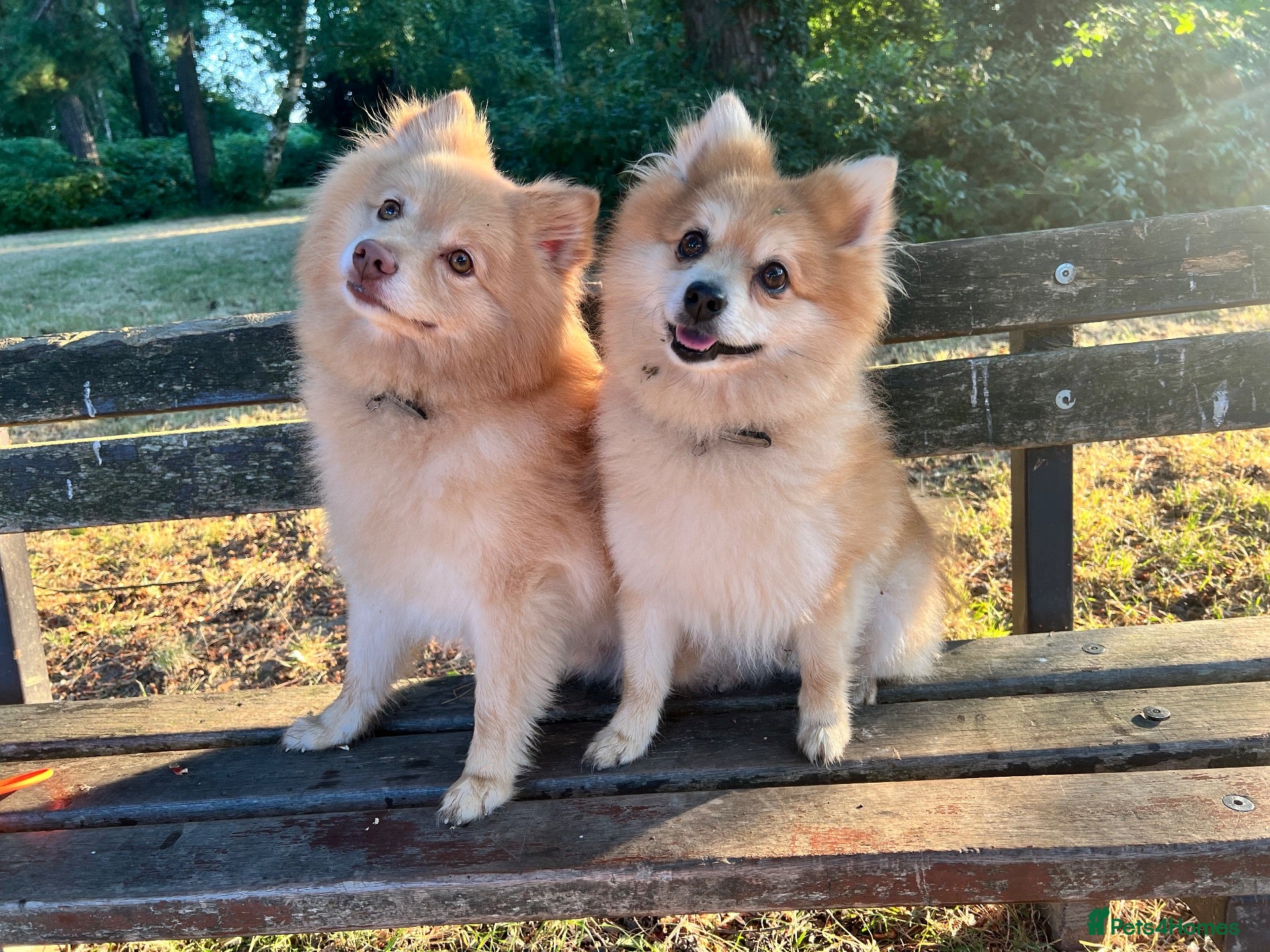 Pomeranian dogs bluebell  - Advert 2