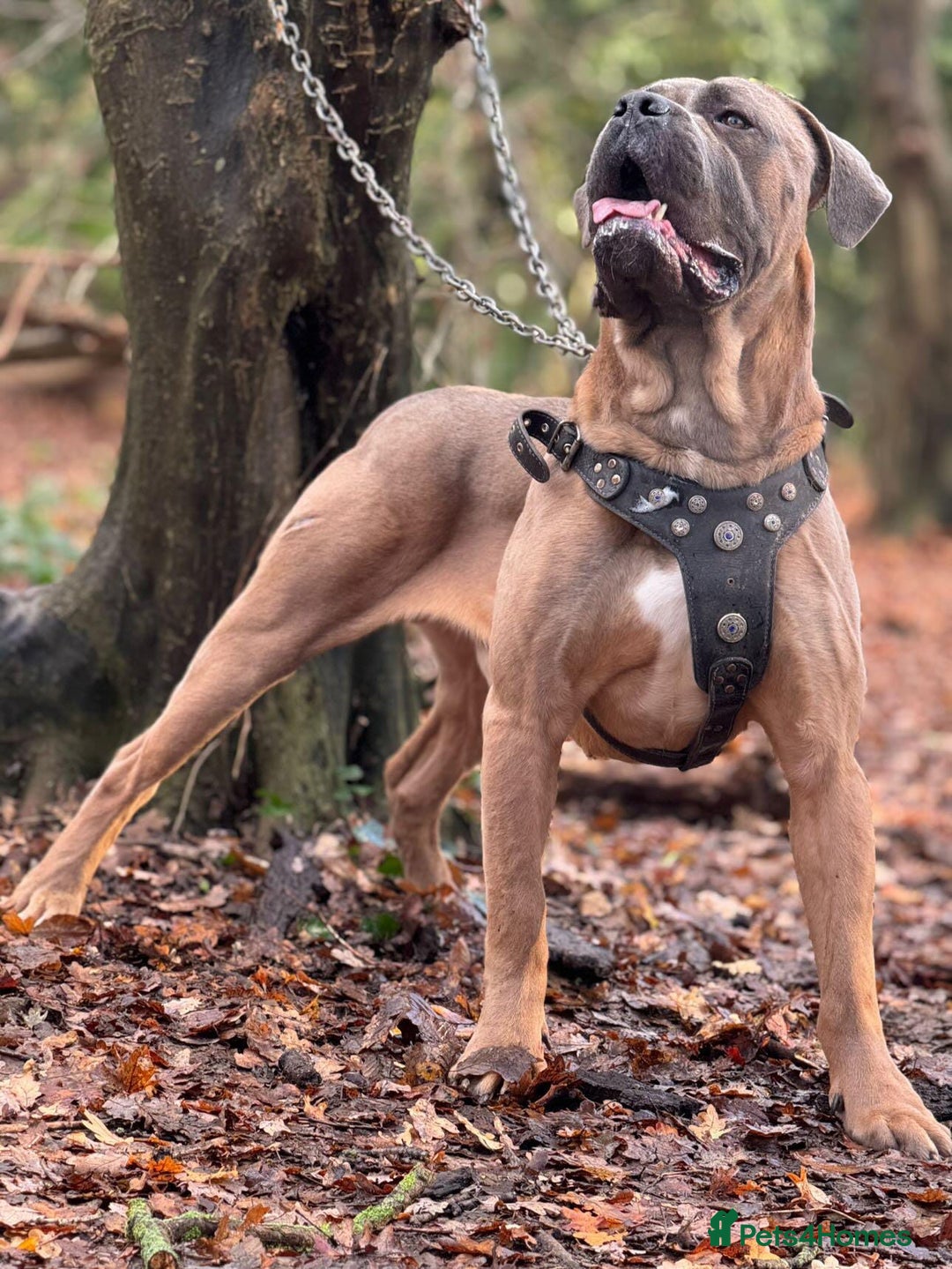 Cane Corso dogs for sale: Russian/Romanian cane Corso pup  - Advert 11