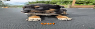 Mixed Breed 5
