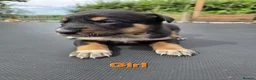 Mixed Breed dogs for sale: Australian Kelpie x Australian cattle dog puppies - Advert 3