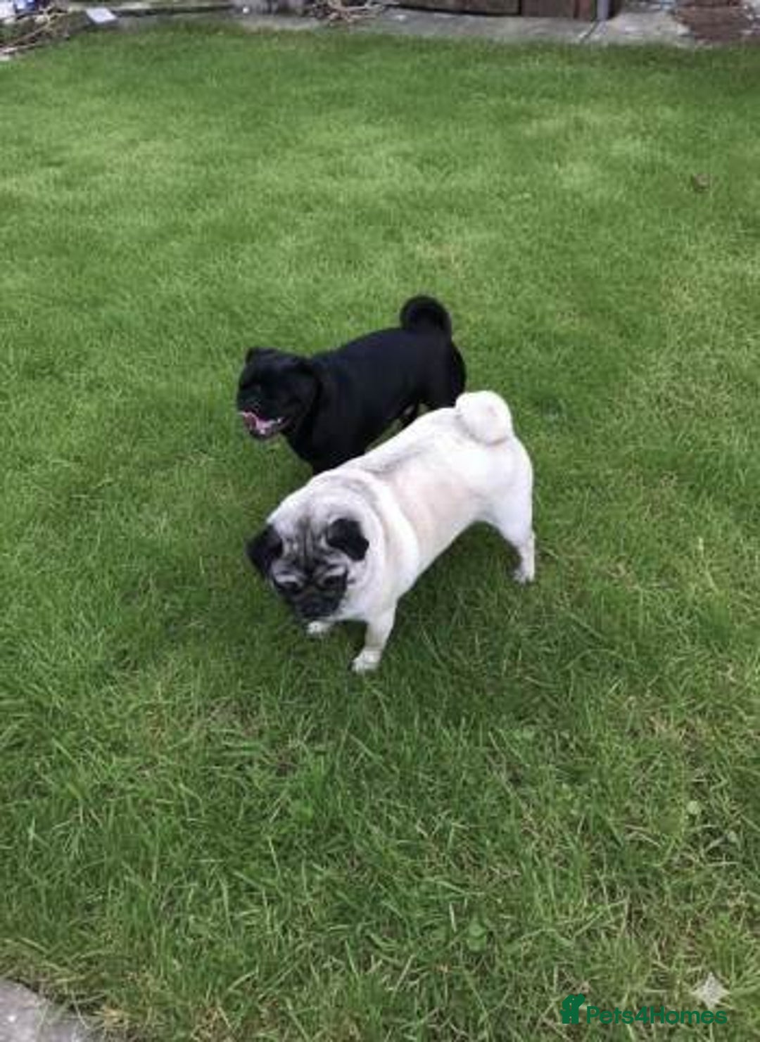 Pug dogs for sale: Home raise fawn&black Pug puppies - Advert 10