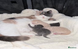 British Shorthair cats for sale: British shorthair kittens a rainbow of colours 😍 - Image 18