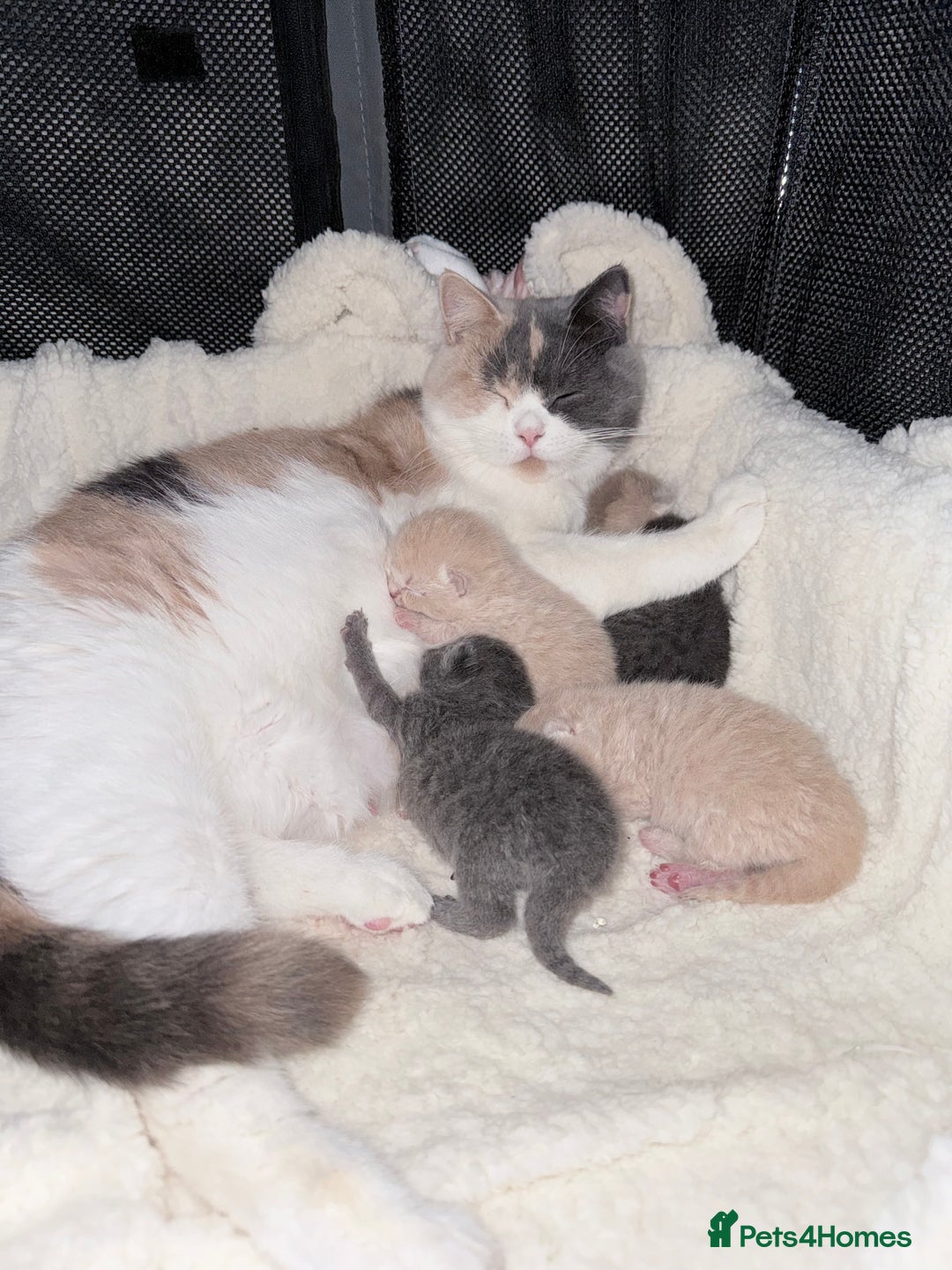 British Shorthair cats for sale: British shorthair kittens a rainbow of colours 😍 - Image 18