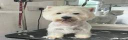 West Highland Terrier dogs for sale: Lovely KC register puppies  - Advert 6