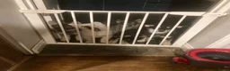 Shepsky dogs for sale: Shepsky puppies  - Advert 3