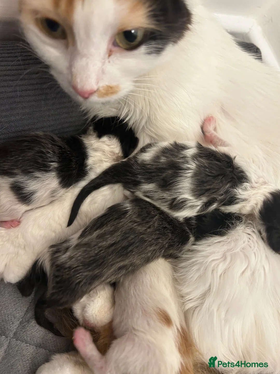 Mixed Breed cats for sale: Calico/bengal kittens - Advert 2