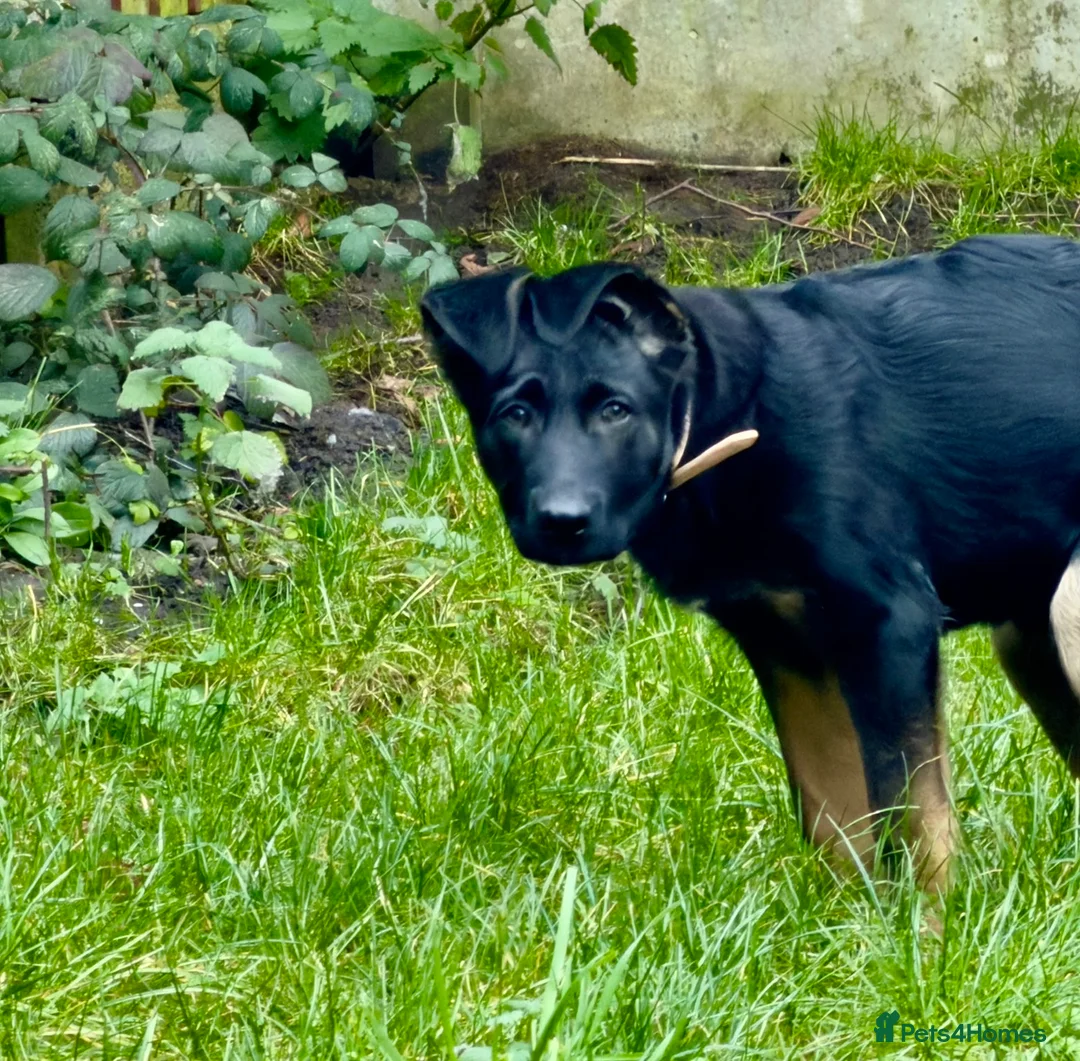 Caucasian Shepherd Dog dogs for sale: Narla  - Advert 1