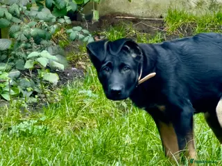 Caucasian Shepherd Dog dogs Narla - Advert 1