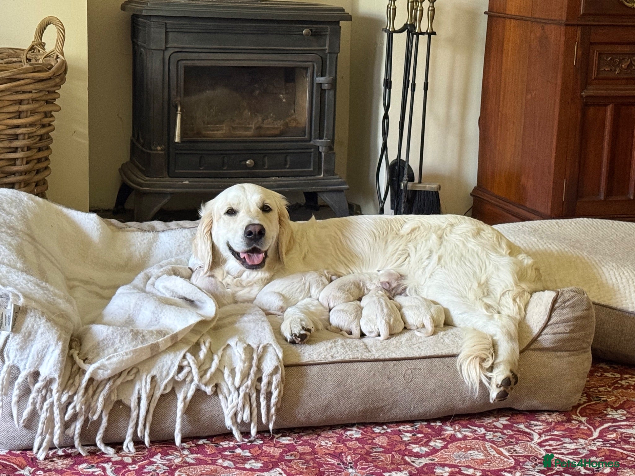 Golden Retriever dogs Beautiful Golden Retriever Puppies born 21/06/26 - Advert 1