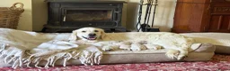 Golden Retriever dogs for sale: Beautiful Golden Retriever Puppies born 21/06/26 - Advert 6