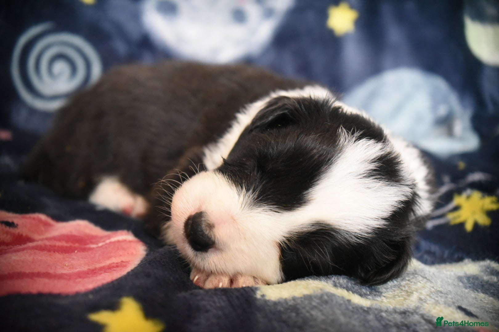 Border Collie dogs for sale: 1 health tested boy left - Advert 12
