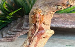 Bearded Dragon reptiles for sale: Insane Red Monster Bearded Dragon - Image 4