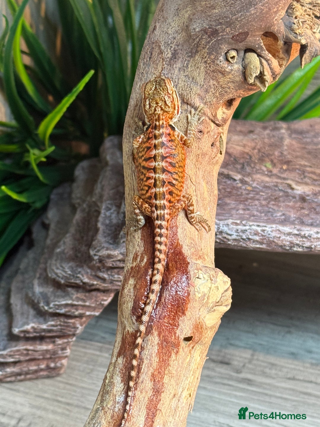 Bearded Dragon reptiles for sale: Insane Red Monster Bearded Dragon - Image 4