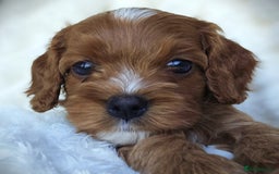 Cavapoo dogs for sale: Rare Miniature F1 Cavapoo Quality Puppies - Image 6
