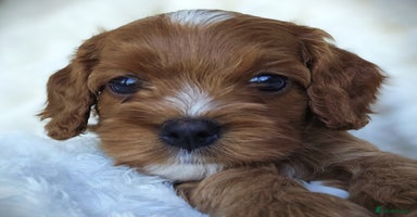 Cavapoo dogs - Advert 14
