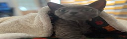 Devon Rex cats for sale: Female devon rex needs new home - Advert 8