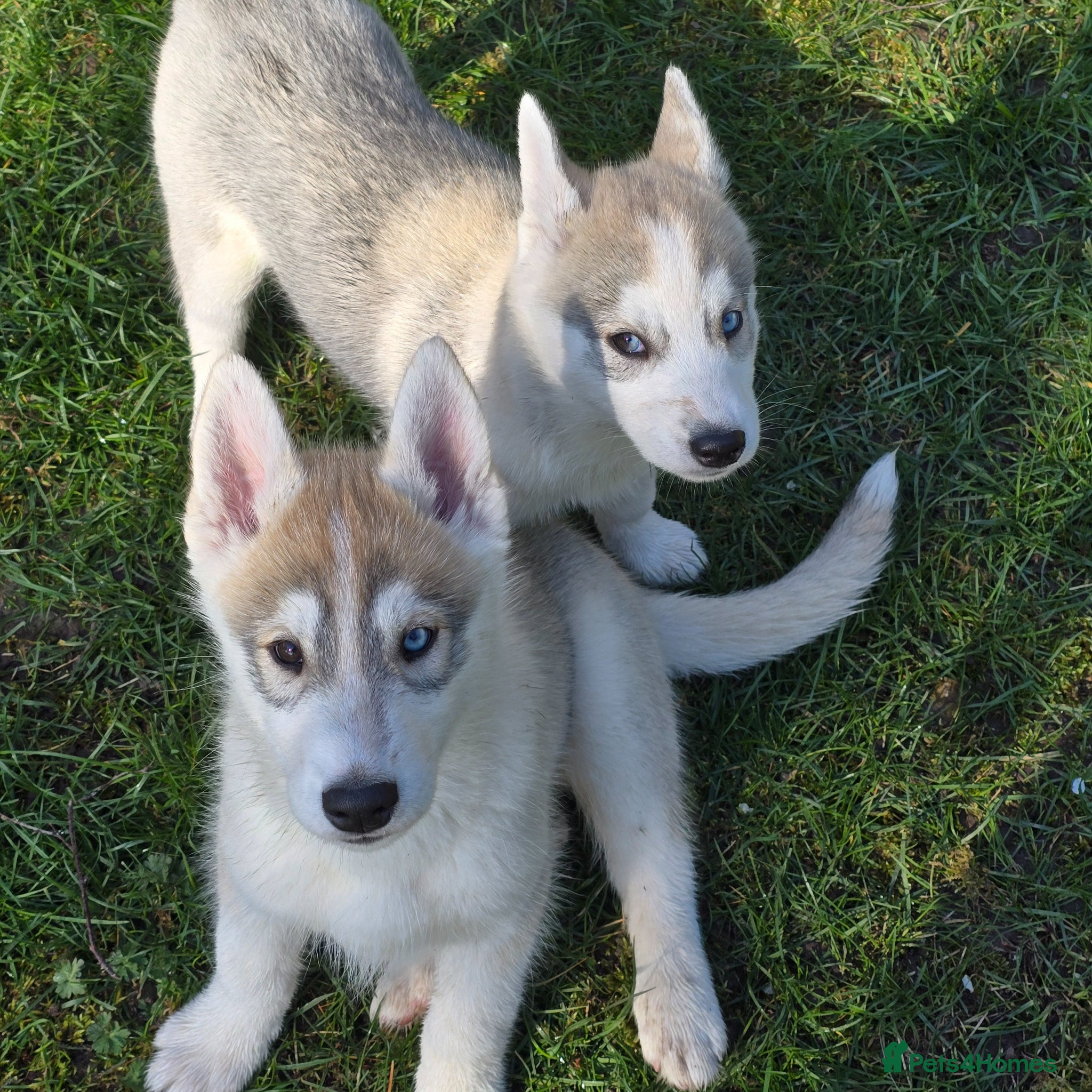 Siberian Husky dogs Beautiful KC Reg Siberian Husky Puppies - Advert 1