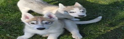 Siberian Husky dogs for sale: Beautiful KC Reg Siberian Husky Puppies - Advert 1