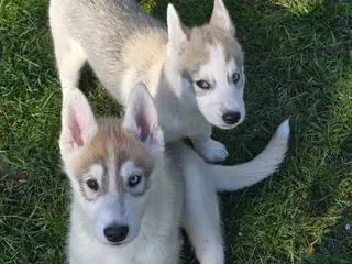 Siberian Husky dogs Beautiful KC Reg Siberian Husky Puppies - Advert 1