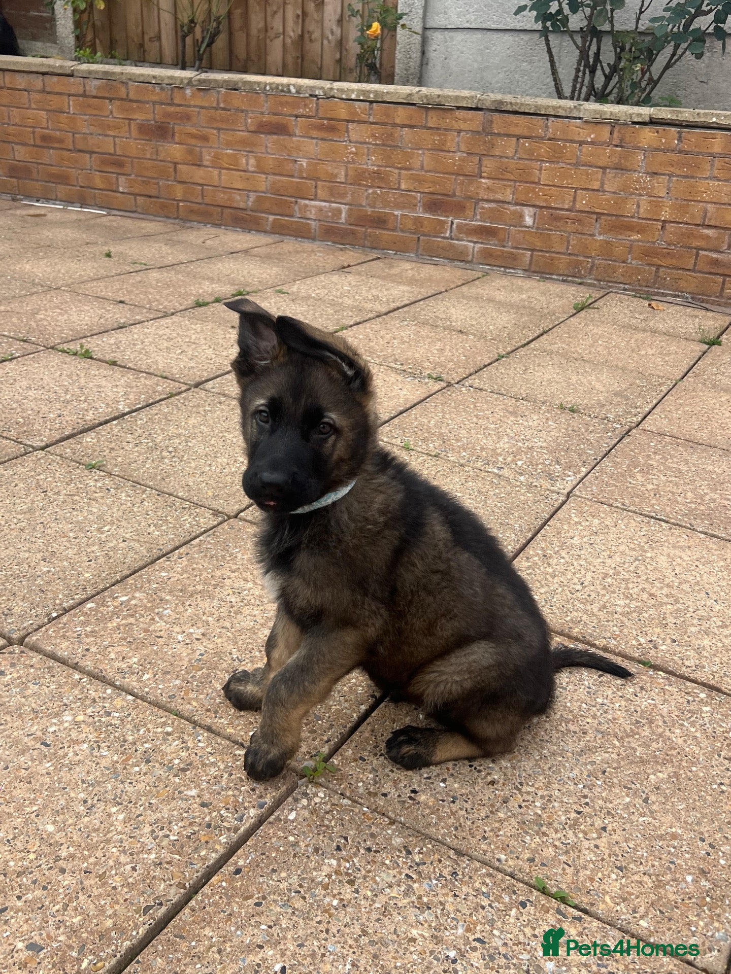 German Shepherd dogs TOP BLOODLINE CZECH GERMAN SHEPHERD PUPS!  - Advert 2