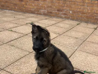 German Shepherd dogs TOP BLOODLINE CZECH GERMAN SHEPHERD PUPS! - Advert 2