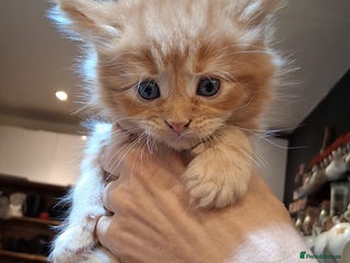 Maine Coon cats - Advert 19