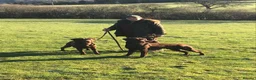 Labrador Retriever dogs for sale: Choc dual purpose Lab pups, KC Reg Health Tested  in Filey - Advert 4