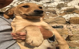 Labrador Retriever dogs for sale: Foxred/Yellow Labradors 5* Licensed Breeder in Catterick Garrison - Image 3