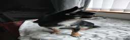 Chihuahua dogs for stud: Dog for stud - Advert 3