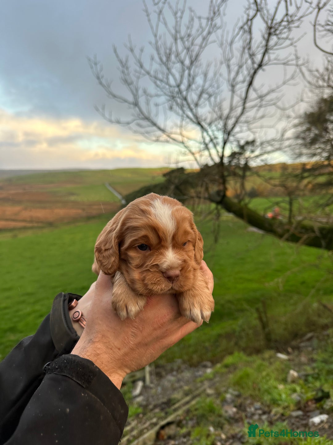 Cocker Spaniel dogs for sale: Cocker Spaniels Puppies - Advert 6