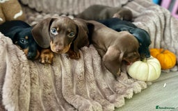 Dachshund dogs for sale: Dachshunds mini puppies   - Image 5