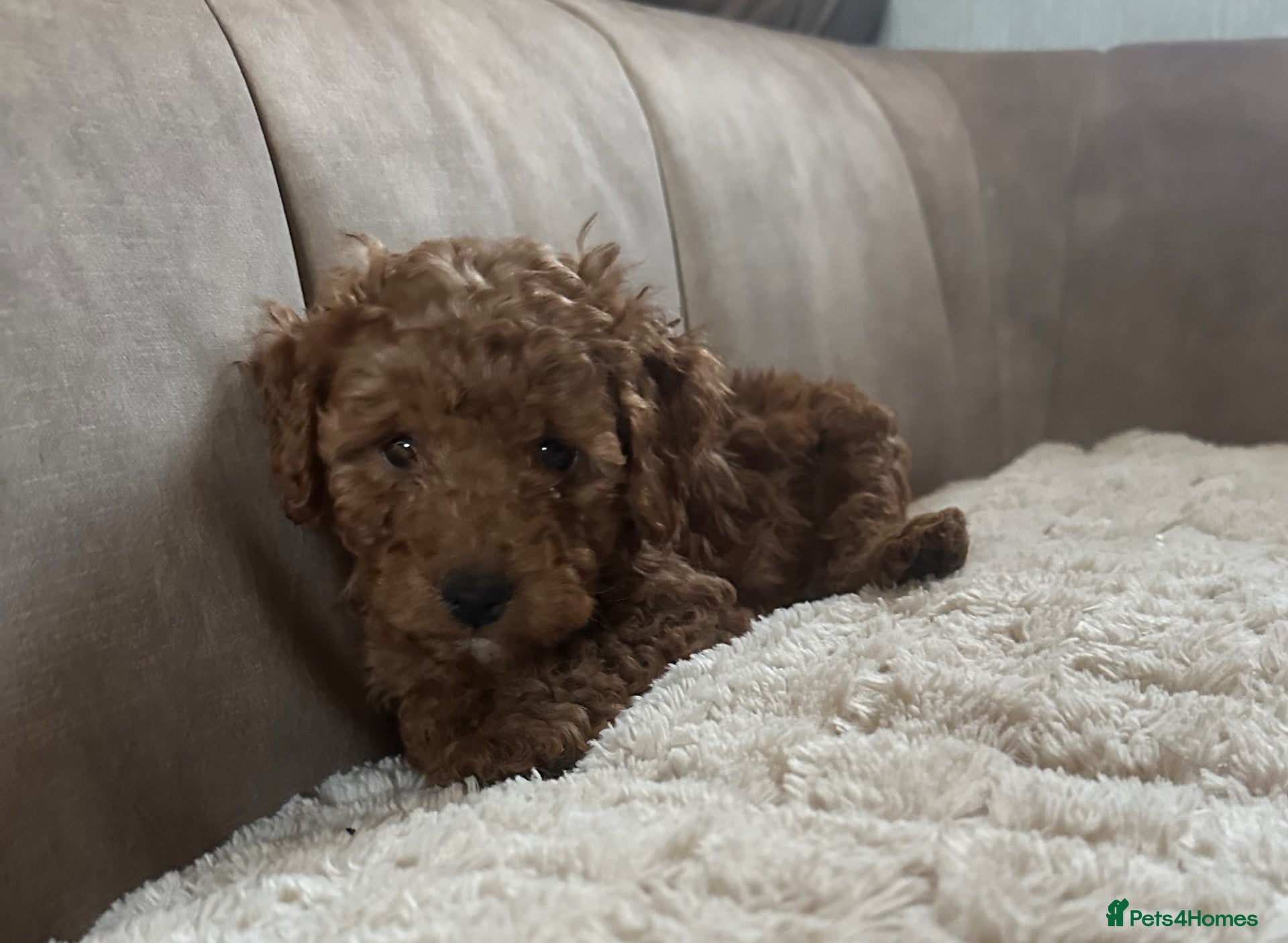 Cavapoo dogs for sale: Stunning Red Cavapoo  - Advert 2