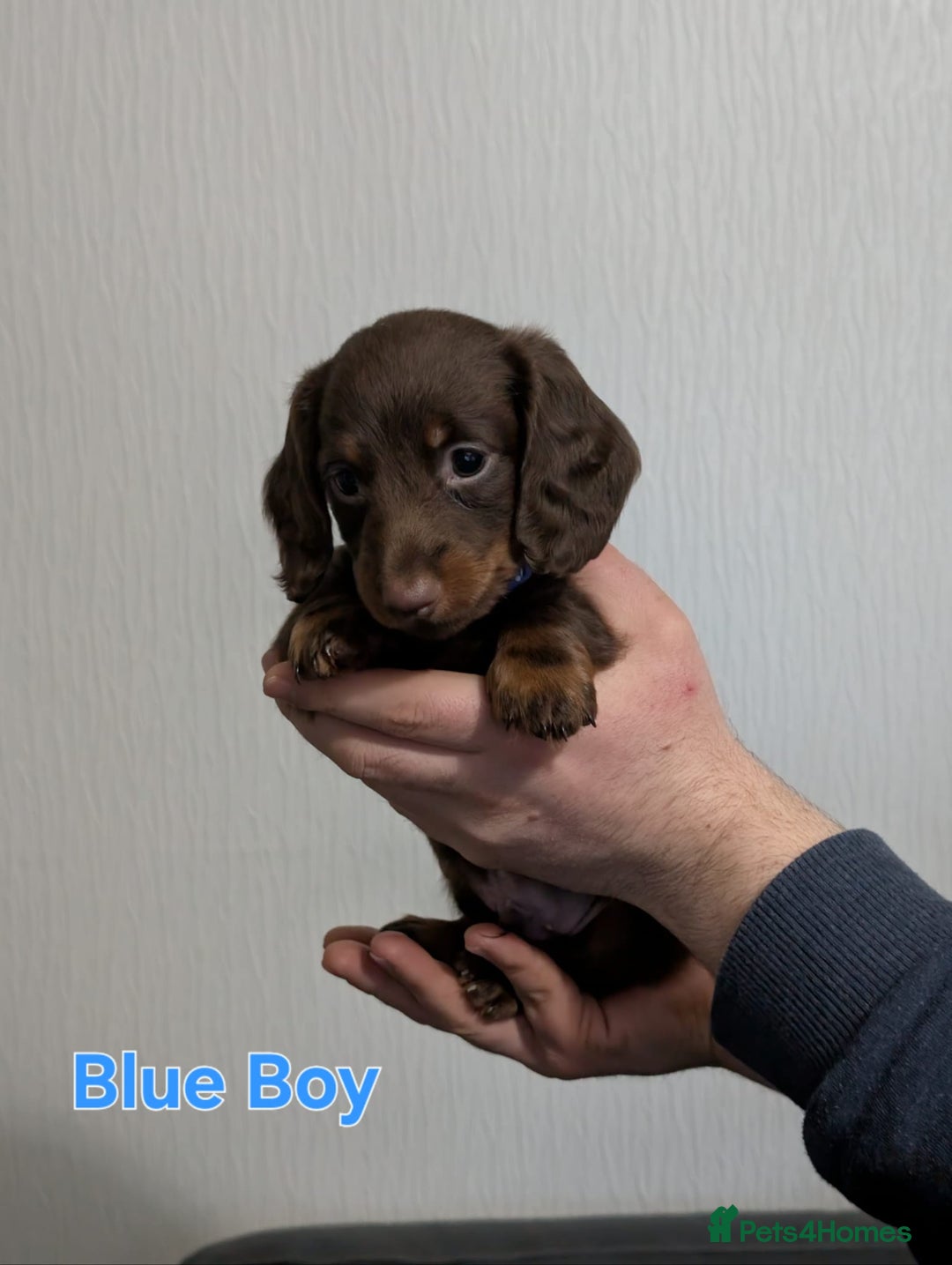 Miniature Dachshund dogs for sale: Kc reg miniture dachshund puppies for sale - Advert 9