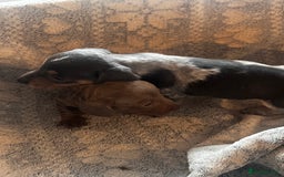 Miniature Dachshund dogs for sale: Miniature dachshund 1 choc girl left  - Image 19