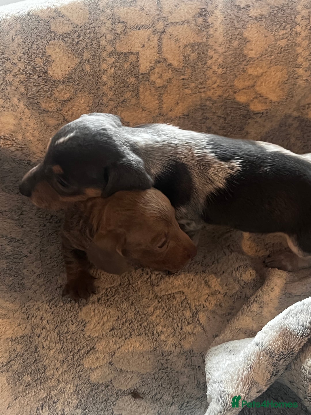 Miniature Dachshund dogs for sale: Miniature dachshund 1 choc girl left  - Image 19