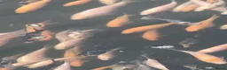 Koi Carp fish for sale: Baby koi  - Advert 4