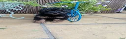 Jackapoo dogs for sale: F1b jackapoo puppies - Advert 3
