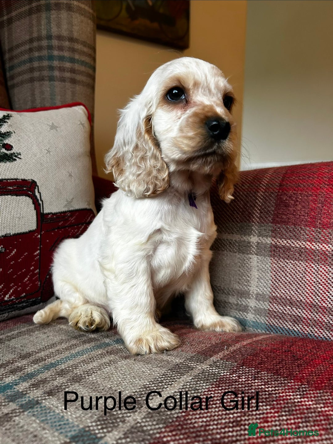 Cocker Spaniel dogs for sale: KC registered, health tested show type puppies - Advert 8