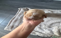 Cocker Spaniel dogs for sale: Stunning KC show cocker spaniels  - Image 10