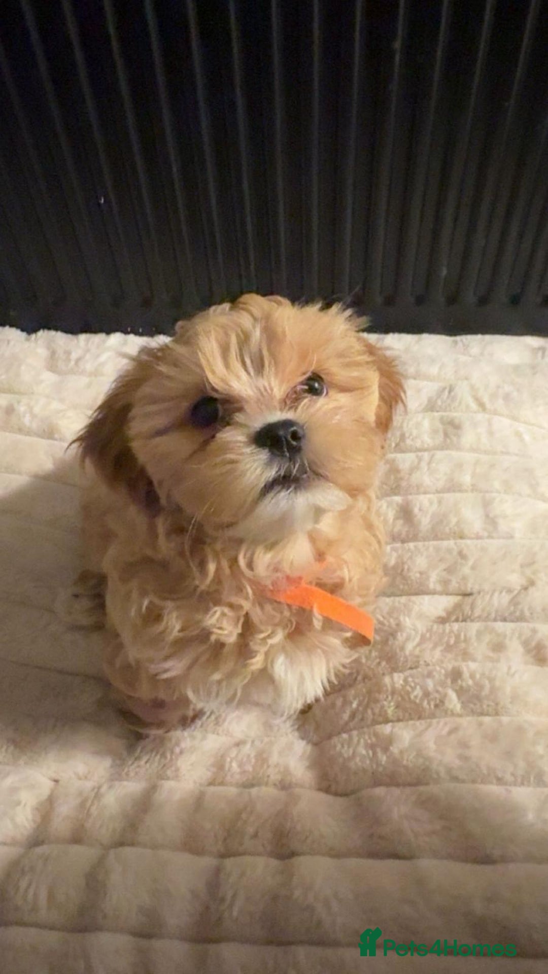 Shihpoo dogs for sale: Shihpoo puppies looking for homes - Advert 5