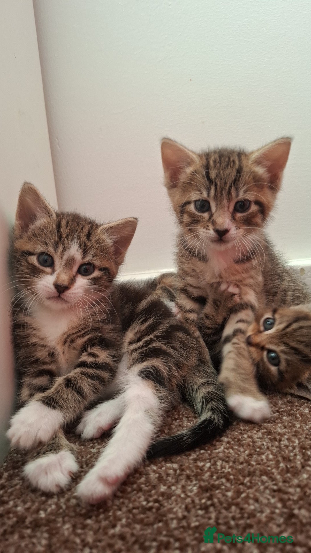 Mixed Breed cats for sale: 3 beautiful kittens for adoption  - Advert 1